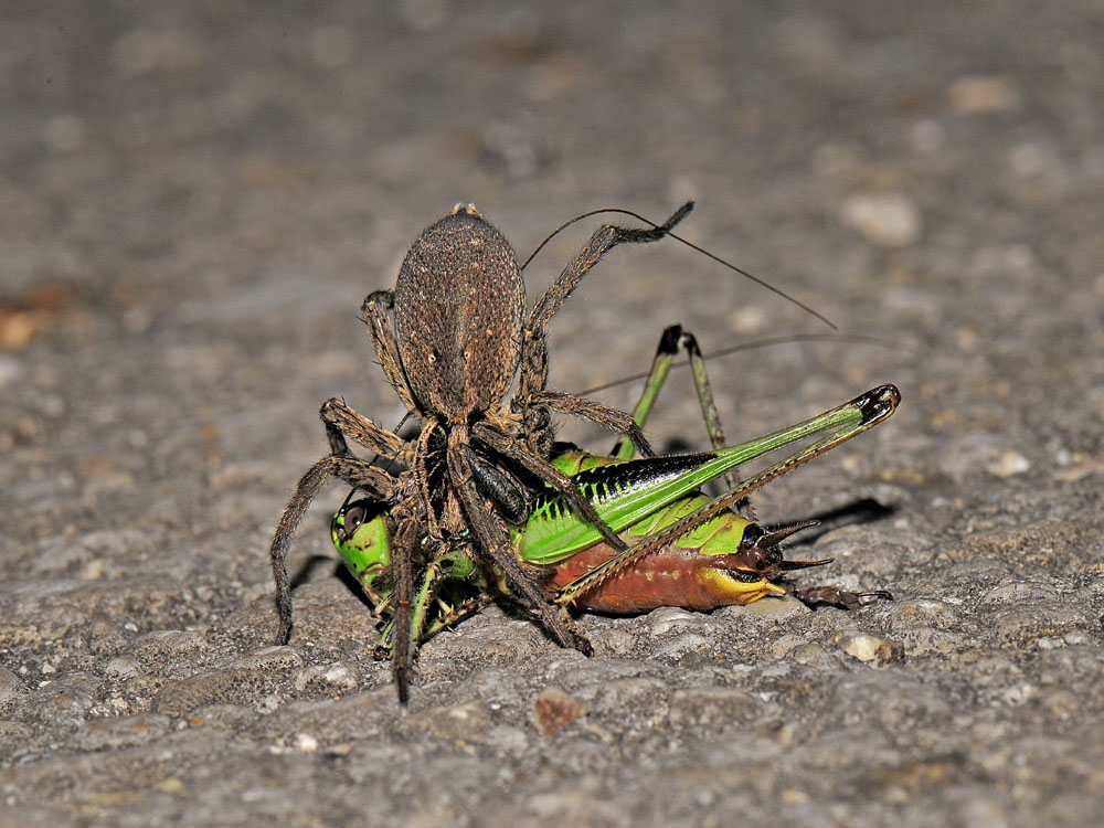 Hogna radiata - Borrello (CH)